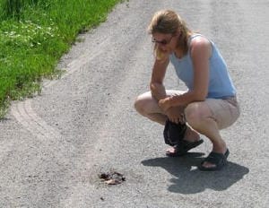 Road-killed turtle