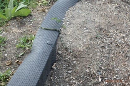 An eastern gartersnake uses the jumpout integrated with fencing