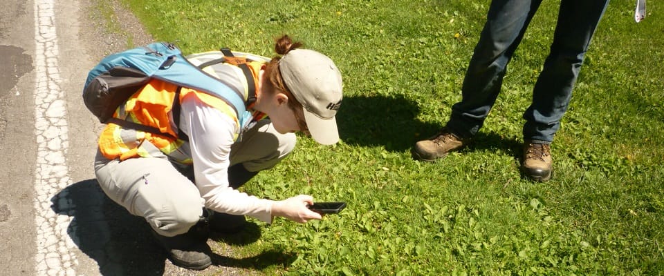 Using the Ontario Reptile and Amphibian Atlas phone app to document a Least Bittern dead-on-the-road: K. Gunson