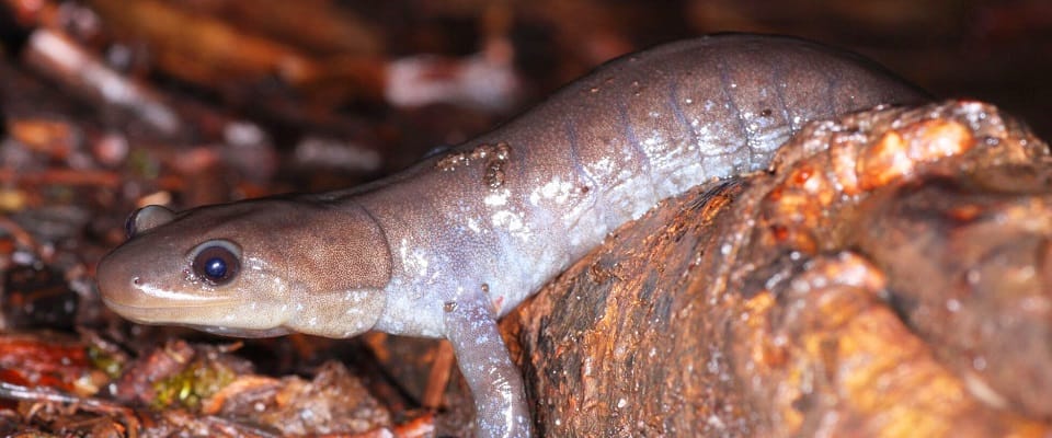 Jefferson Salamander moving through forest to breeding pond: Don Scallen