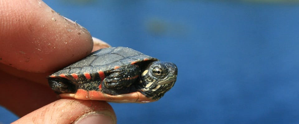Midland Painted Turtle hatchling, very similar to adult: Patrick Moldowan