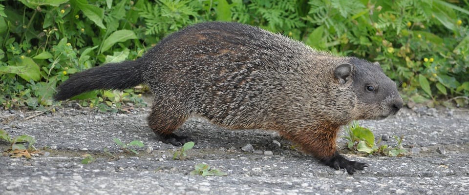 Woodchuck (Groundhog) showing total brown coloration with “salt and pepper” appearance: Deb Lehman