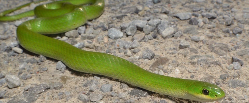 A smooth and sleek Green Snake: Kenny Reulland