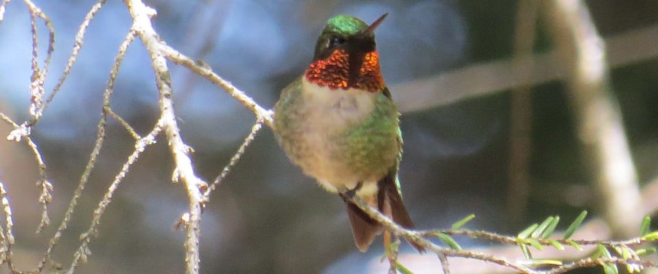 Ruby-throated Hummingbird, the only species of hummingbird in Ontario: Ken Towle
