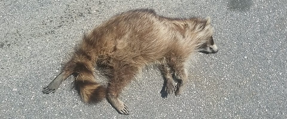 Raccoon dead-on-the-road showing hand-like feet: K. Gunson