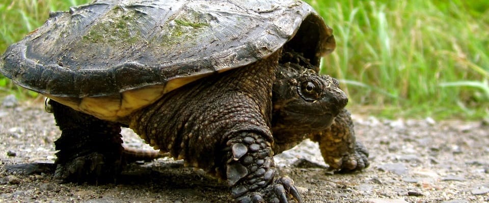 Snapping Turtle alive-on-the-road showing algae on carapace: Christine Jennings